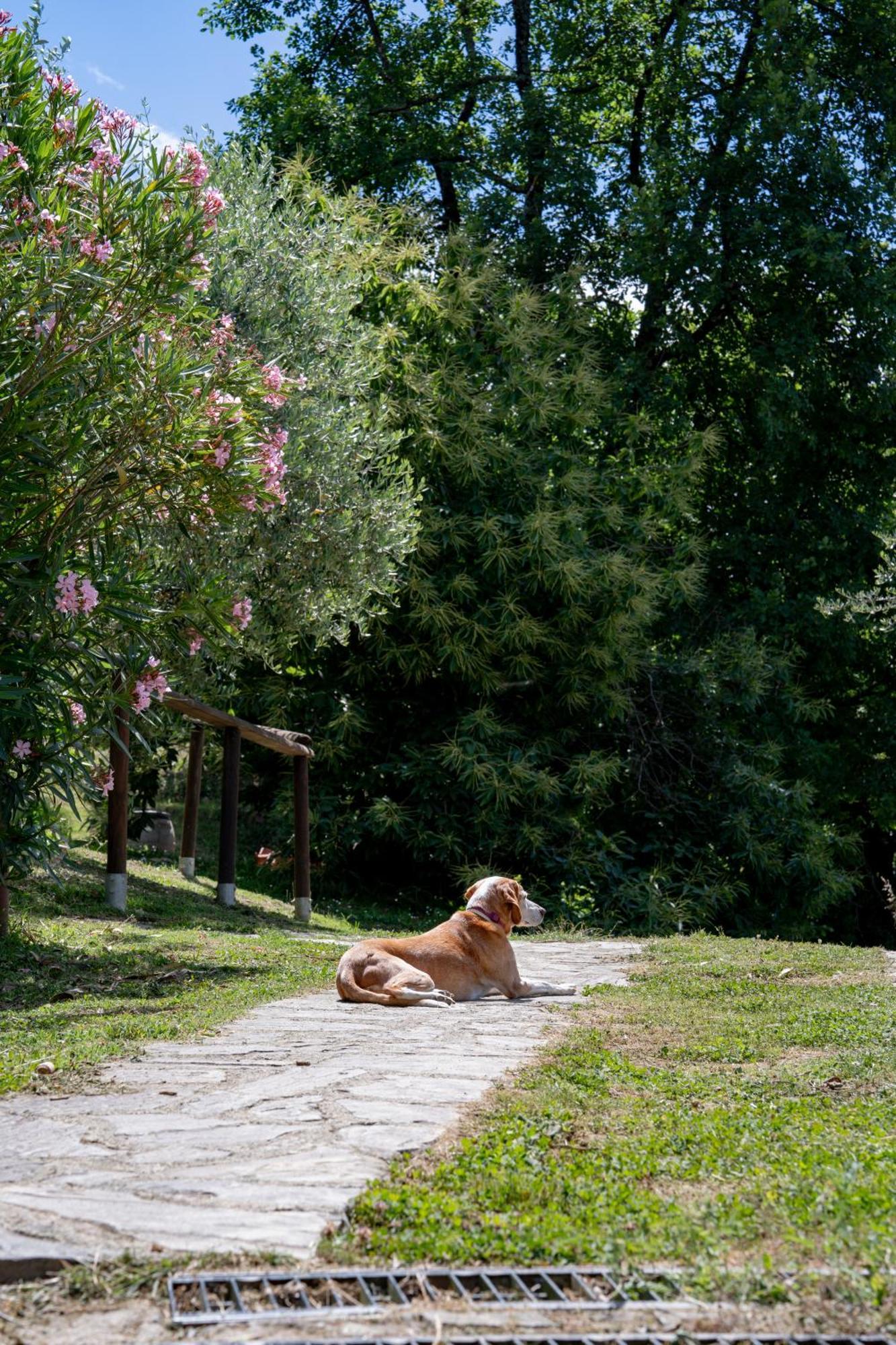 Agriturismo I Due Ghiri - Cinque Terre Calice al Cornoviglio Экстерьер фото